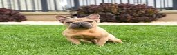 French Bulldog dogs for sale: Roy  - Ad 4