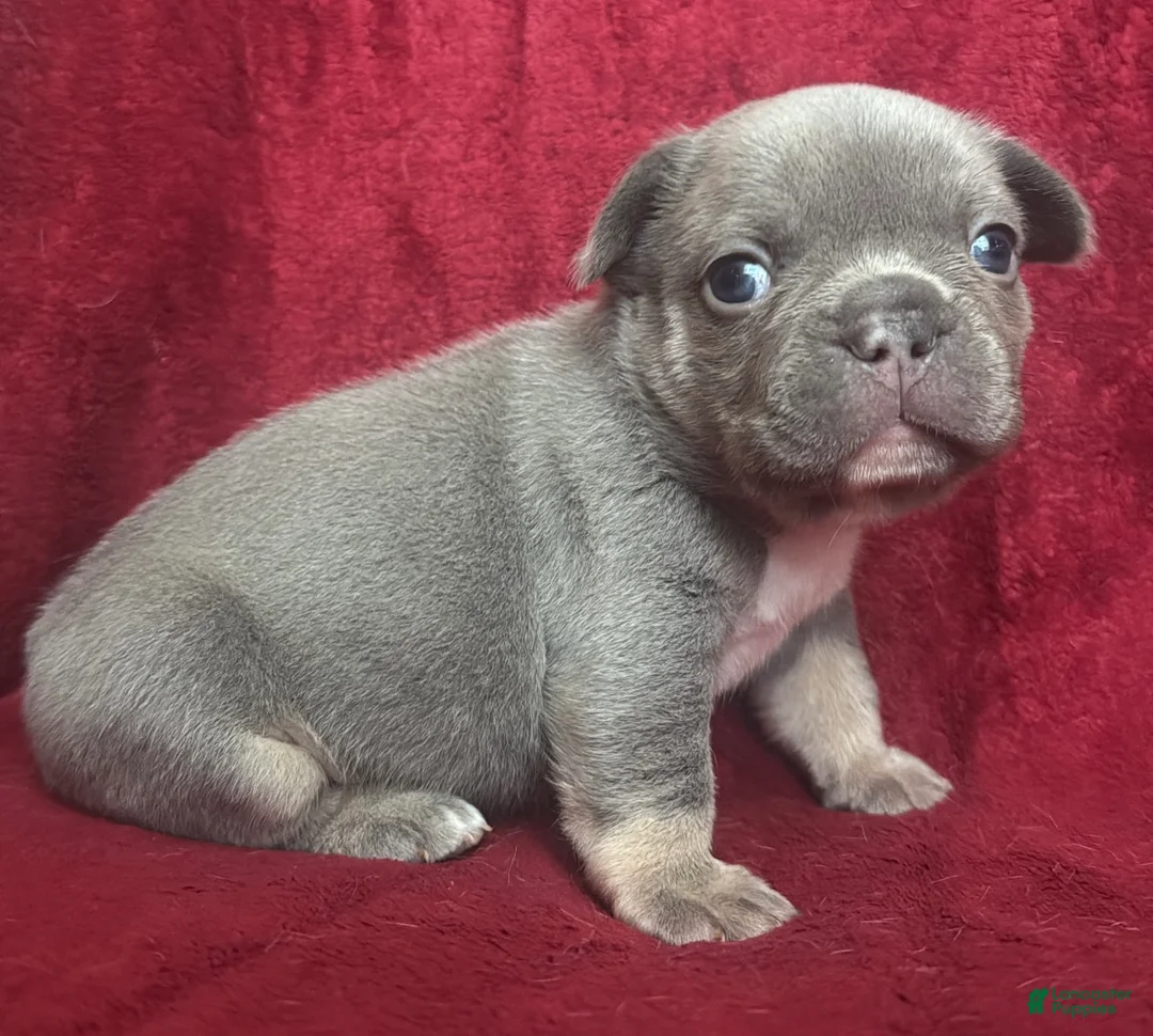 French Bulldog dogs for sale: French Bulldog Puppy 2 - Ad 1