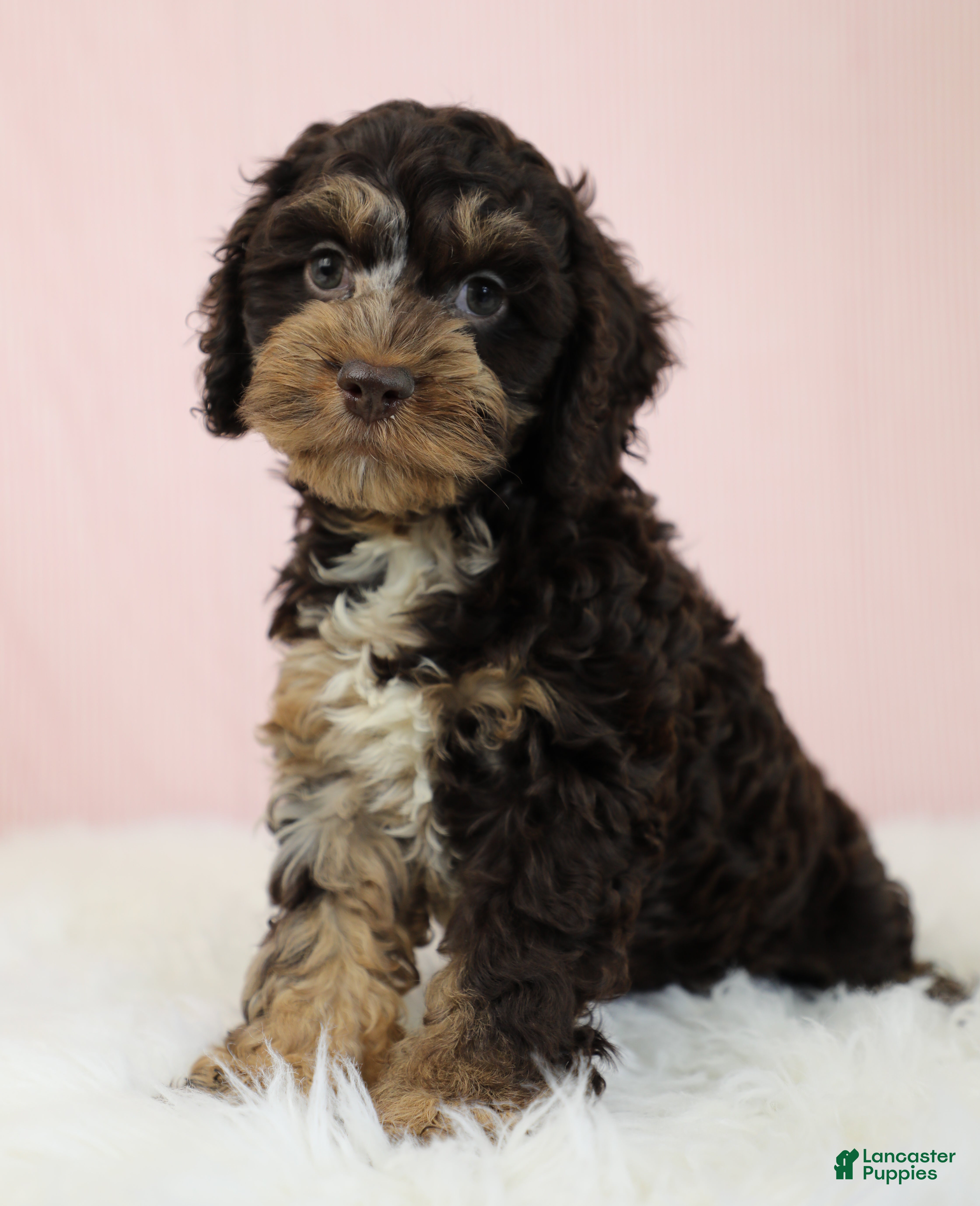 Cockapoo dogs Levi 🫐 - Ad 1