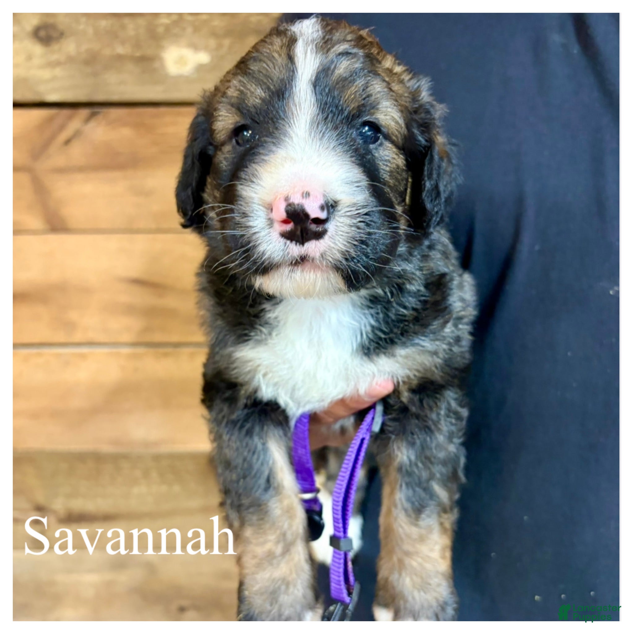 Bernedoodle dogs Savannah- Standard F1 - Ad 42