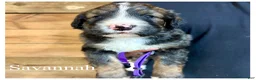 Bernedoodle dogs for sale: Savannah- Standard F1 - Ad 4