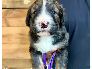 Bernedoodle dogs Savannah- Standard F1 - Ad 41