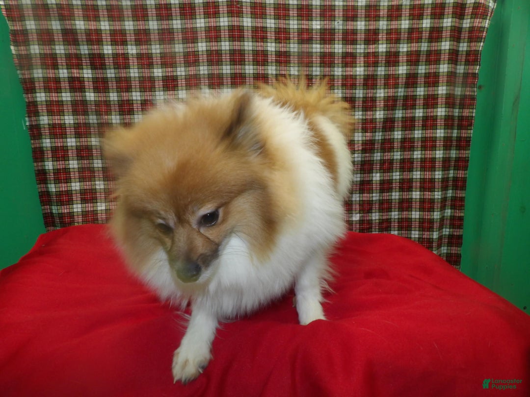 Pomeranian dogs for sale: Bebo - Ad 2