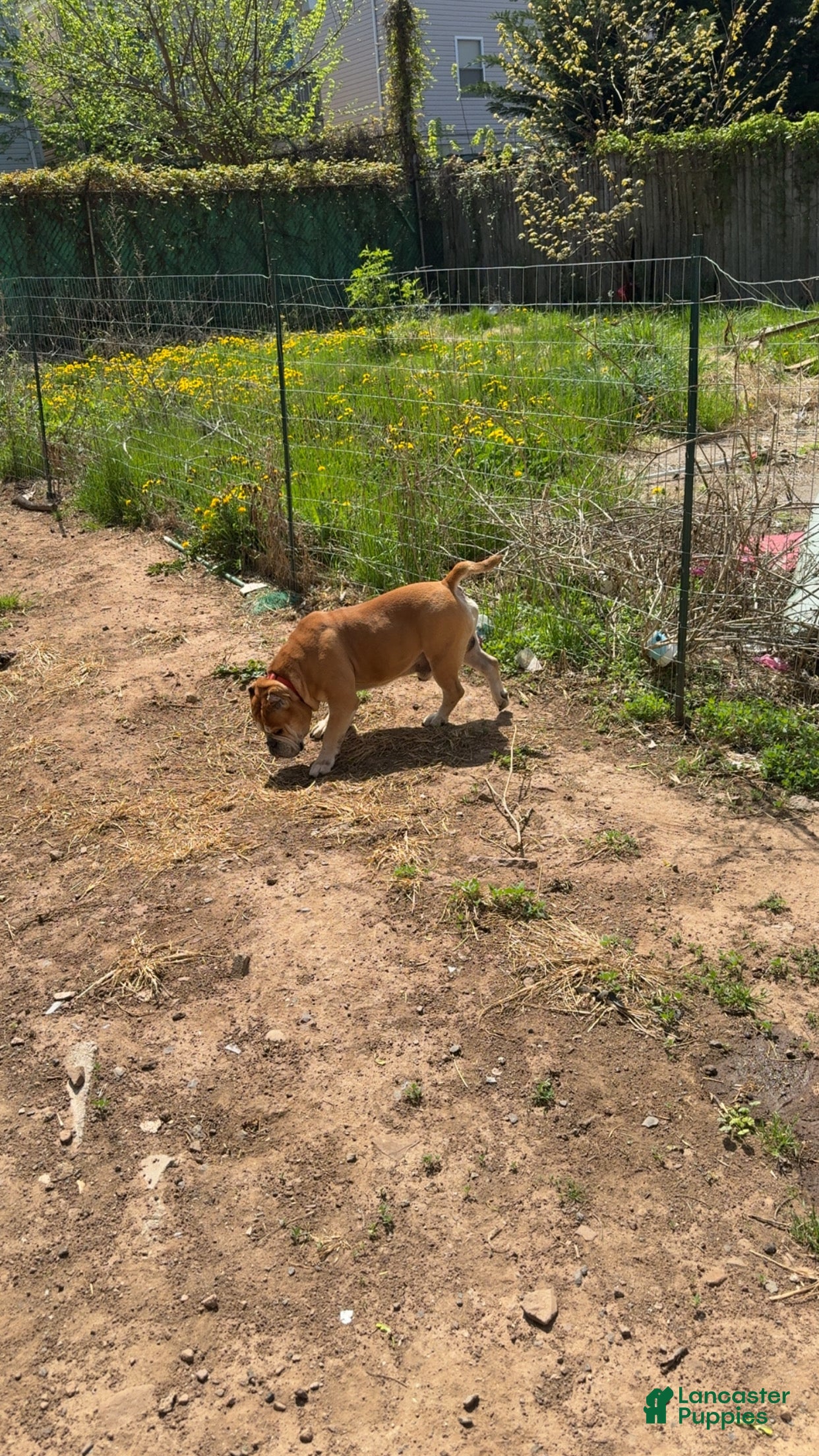 English Bulldog dogs English Bulldog Puppy 1 - Ad 17