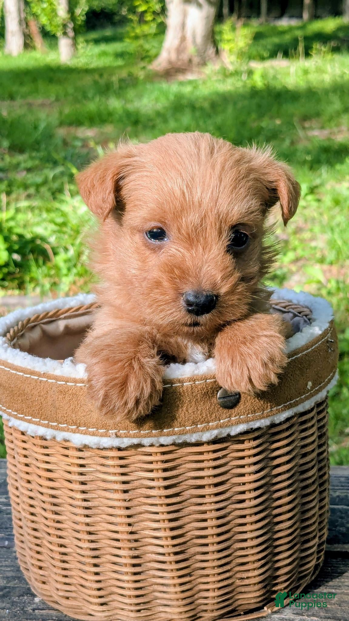 Mixed Breed dogs Theo - Ad 2