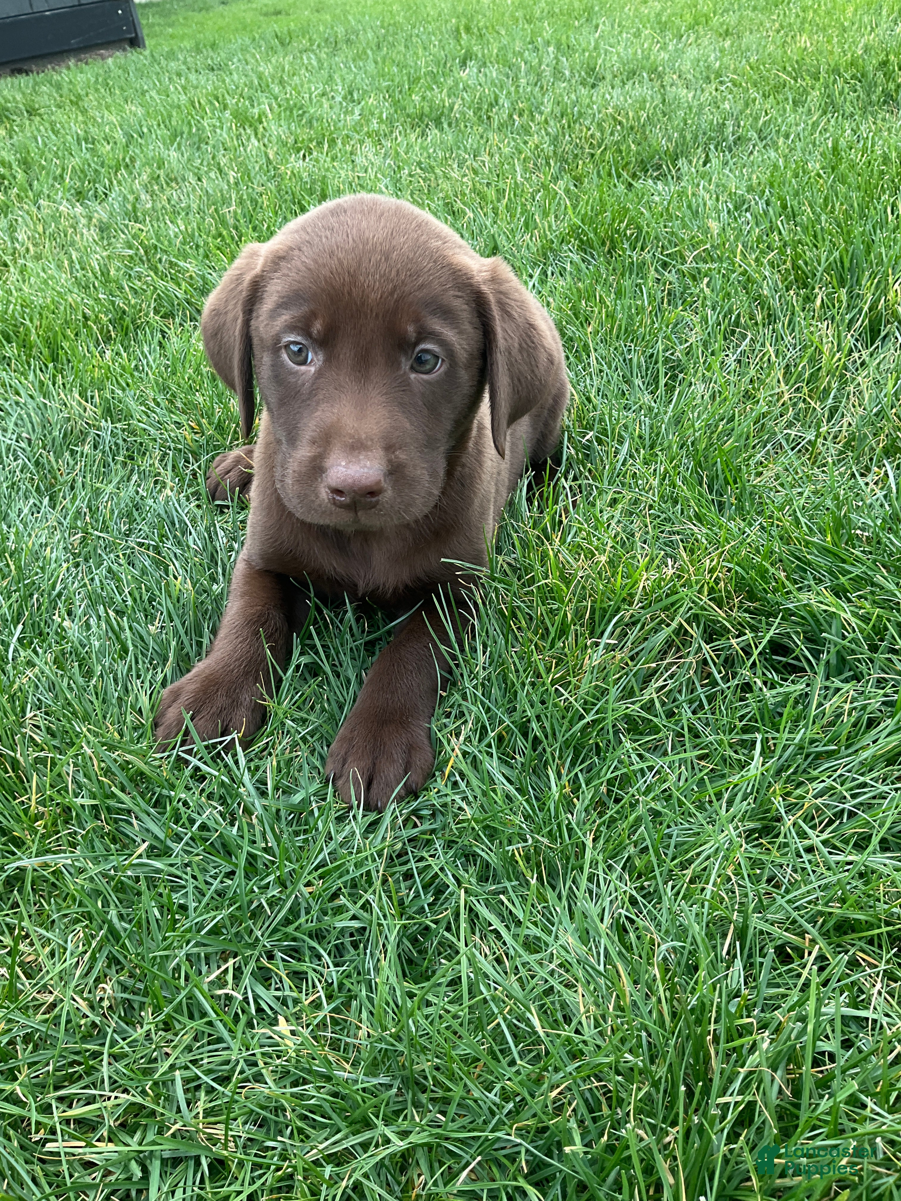 Labrador Retriever dogs Blake - Ad 1