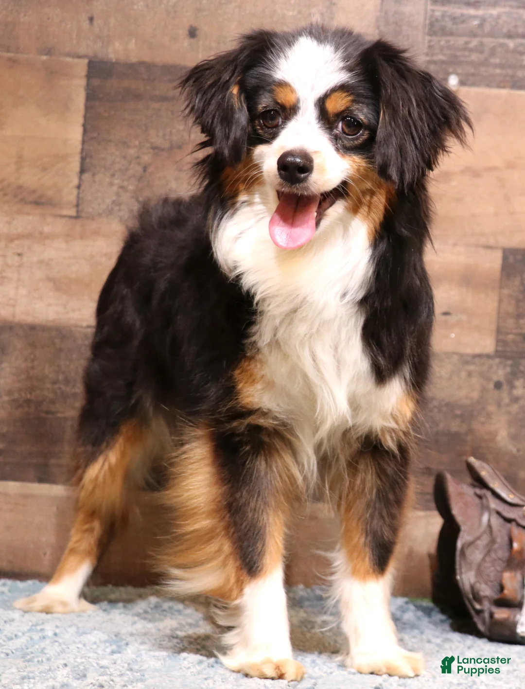 Toy Australian Shepherd dogs for sale: Finch red merle Toy Aussie male - Ad 2