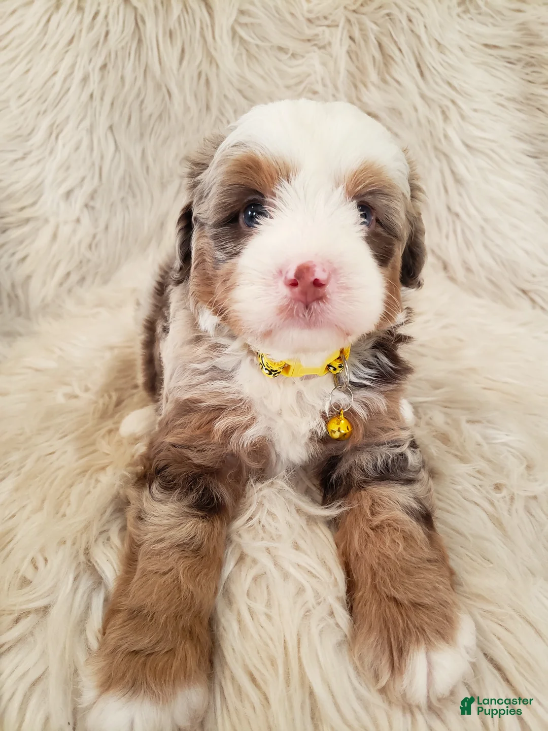 Mini Bernedoodle dogs for sale: JUDE - Ad 1