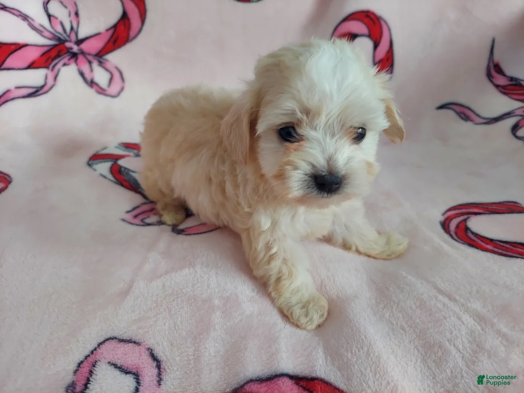 Maltipoo dogs for sale: Maltipoo Puppy 1 - Ad 1