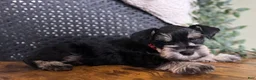 Miniature Schnauzer dogs for sale: Jack - Ad 10