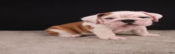 English Bulldog dogs for sale: Charlie  - Ad 25