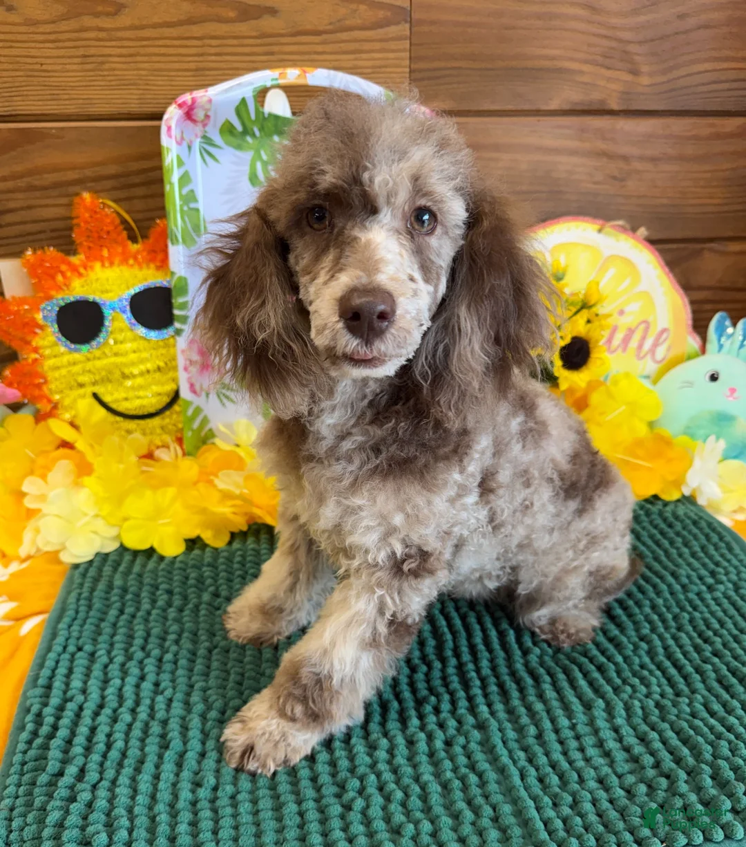 Miniature Poodle dogs for sale: Speckles - Ad 1