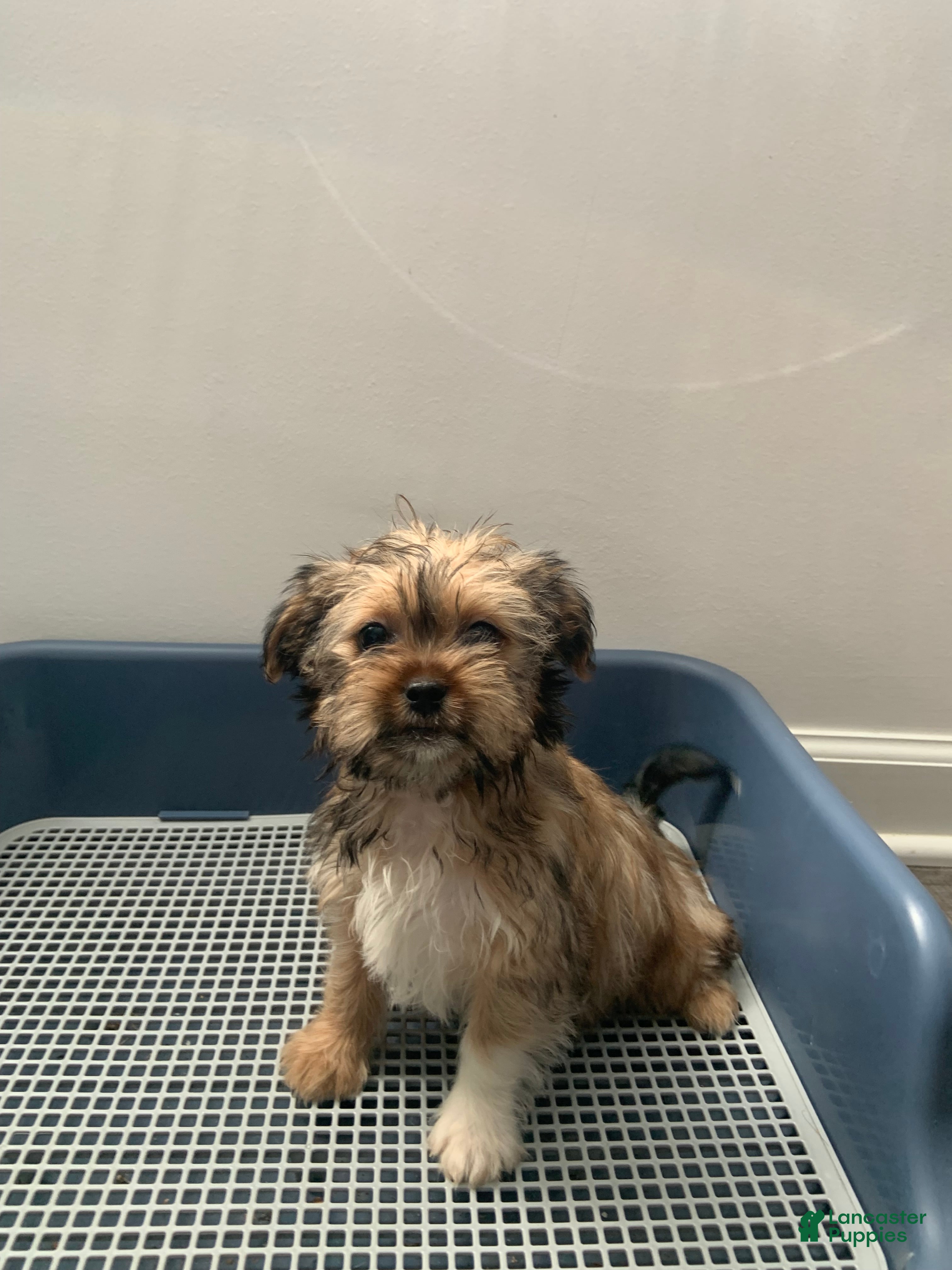 Shorkie dogs Yoshi - Ad 2