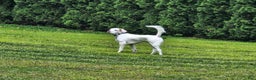 English Setter dogs for sale: English Setter Puppy 1 - Ad 1