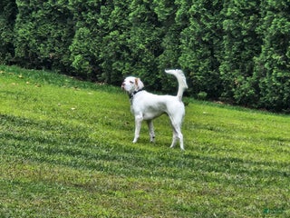 English Setter dogs English Setter Puppy 1 - Ad 4
