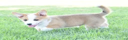 Welsh Corgi Pembroke dogs for sale: Diesel - Ad 4