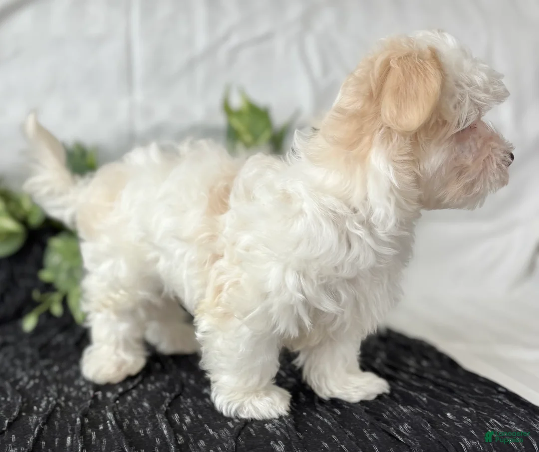 Maltese dogs for sale: Colton - Ad 5