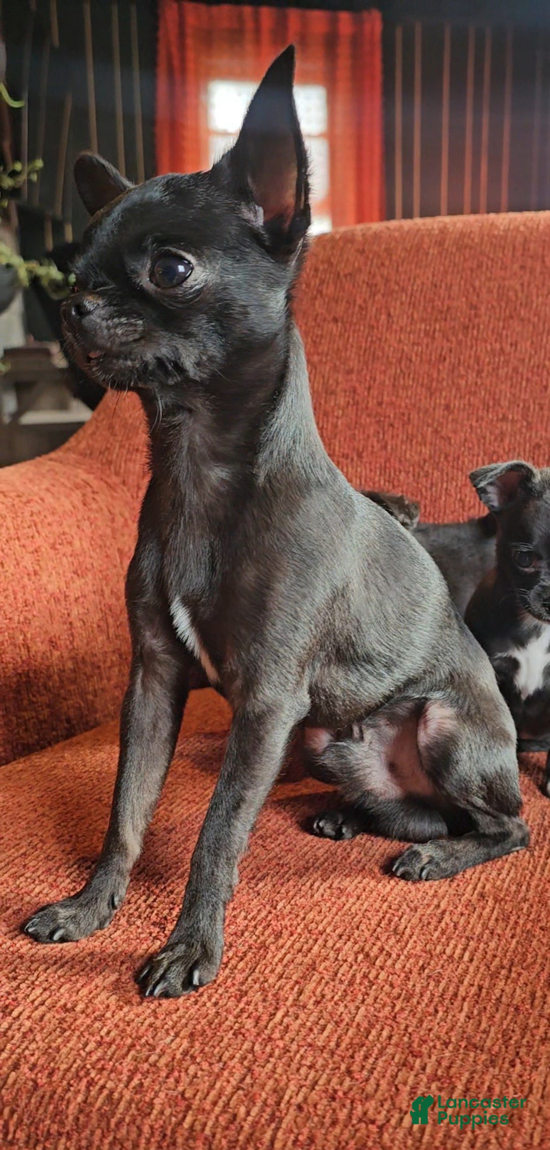 Chihuahua dogs for sale: Lily - Ad 7