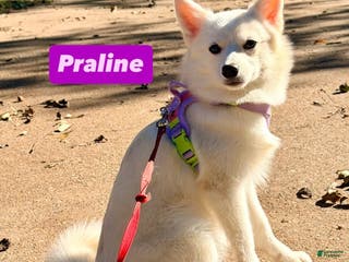 Mixed Breed dogs Praline - Ad 6