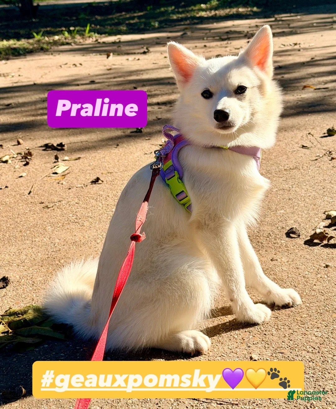 Mixed Breed dogs for sale: Praline  - Ad 1