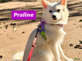 Mixed Breed dogs Praline - Ad 14