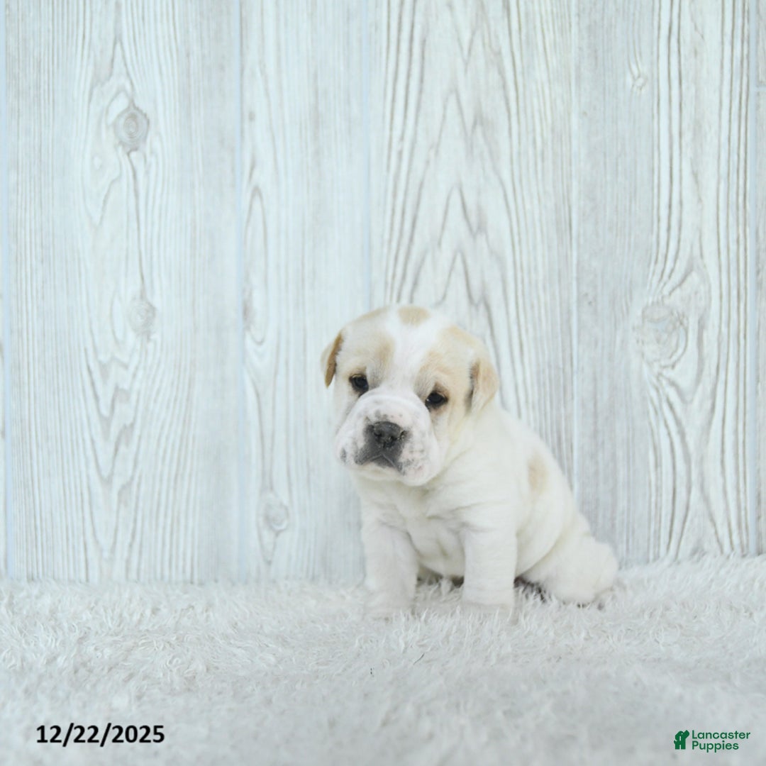 Mini Hippo dogs for sale: Gizmo - Ad 4