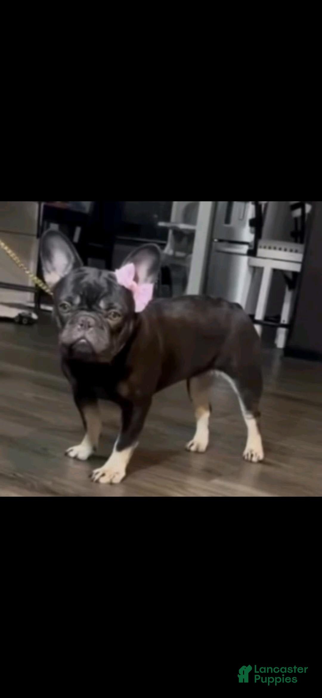 French Bulldog dogs for sale: French Bulldog Puppy 1 - Ad 3