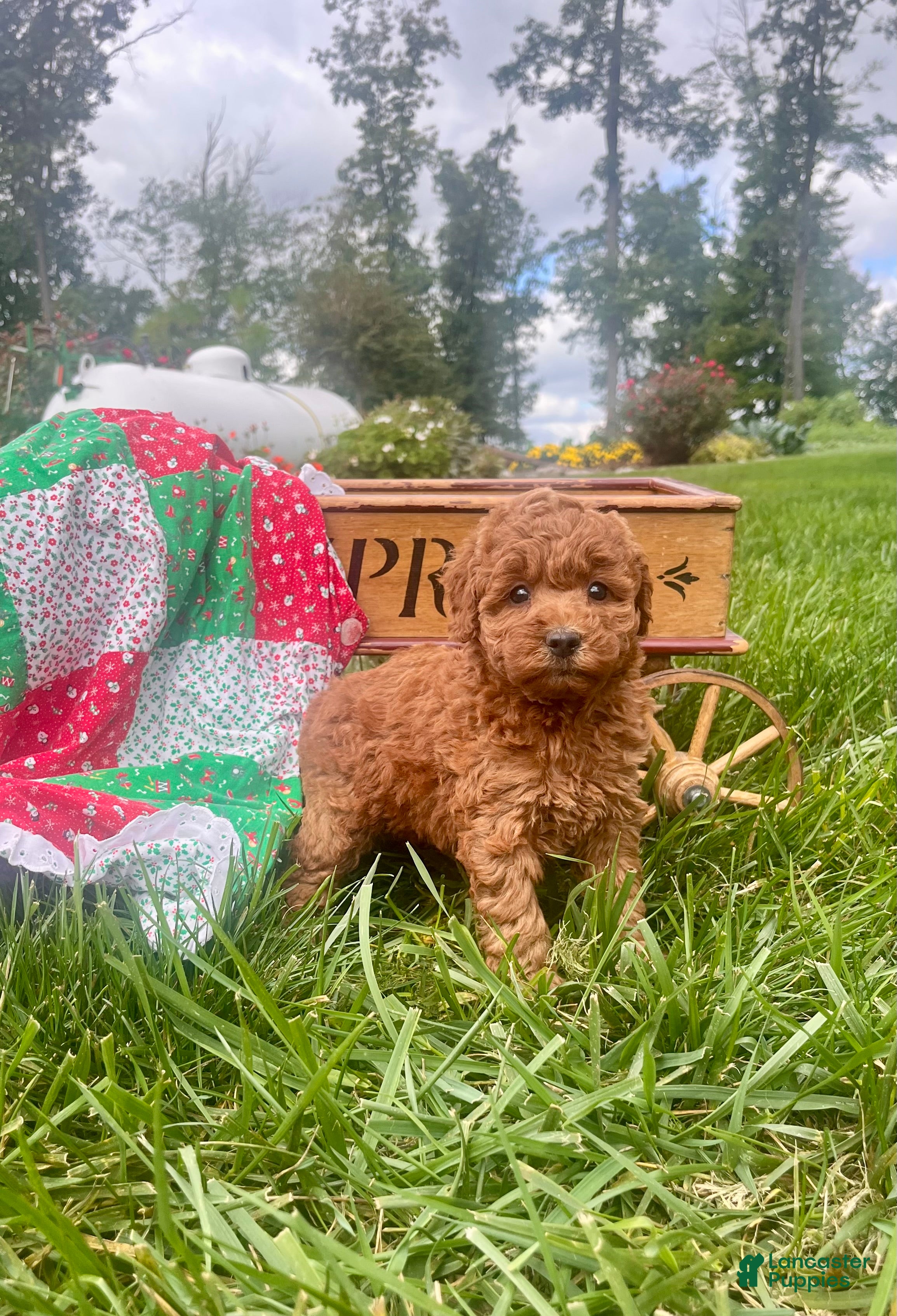 Miniature Poodle dogs Saffron ❤️AKC Genetic Tested - Ad 1
