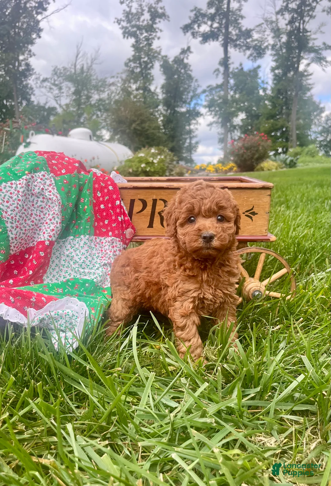 Miniature Poodle dogs for sale: Saffron ❤️AKC Genetic Tested - Ad 1
