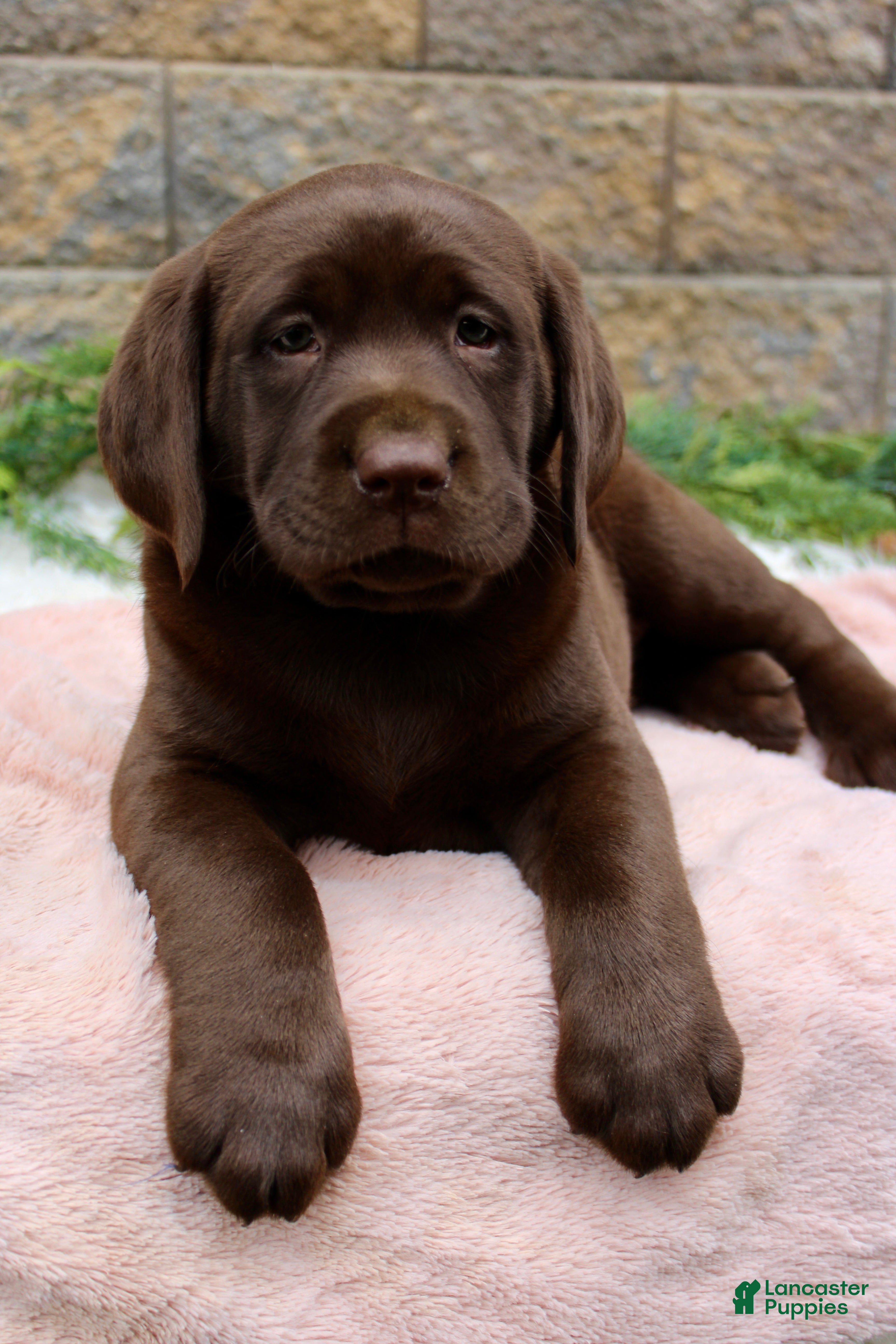 Labrador Retriever dogs for sale: Dandy - Ad 5
