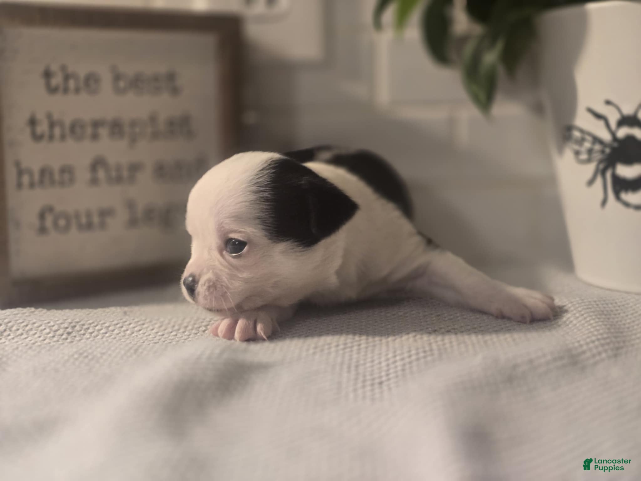 Chihuahua dogs landon - Ad 37