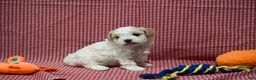 Maltipoo dogs for sale: Diane - Ad 5