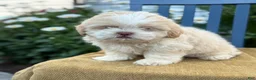 Shih Tzu dogs for sale: Hank - Ad 2