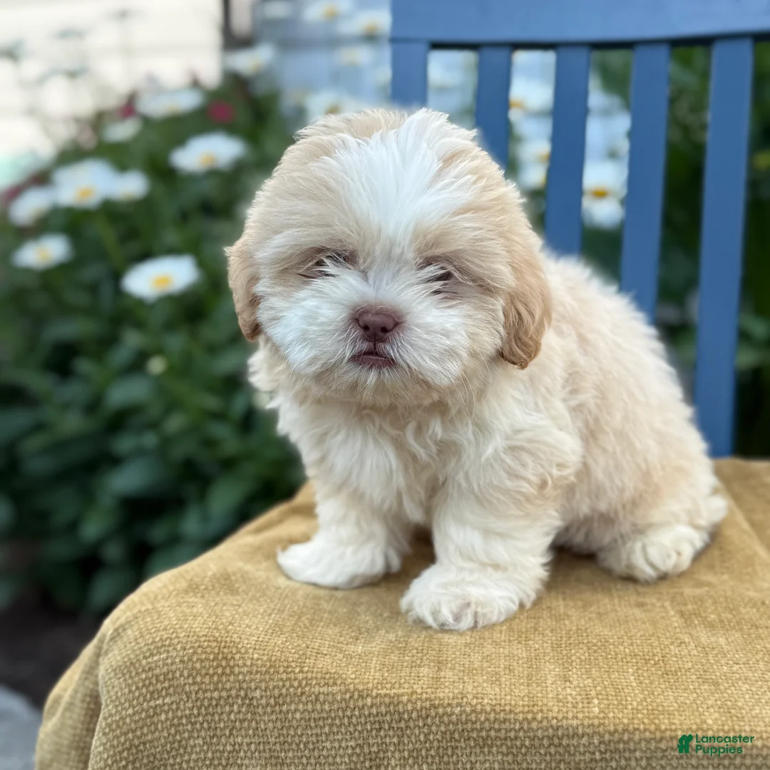 Shih Tzu dogs for sale: Hank - Ad 2
