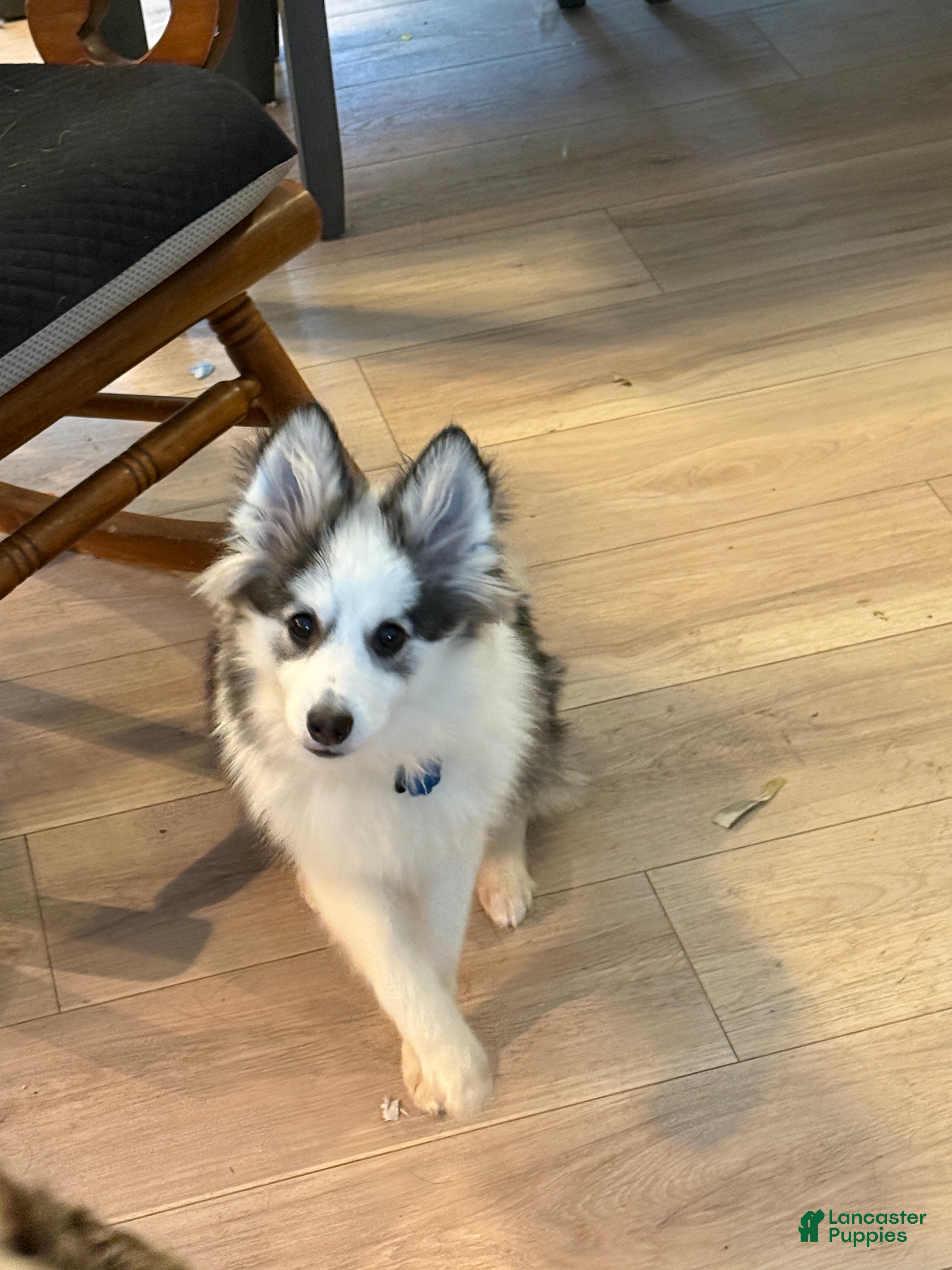 Pomsky dogs Kenji - Ad 1