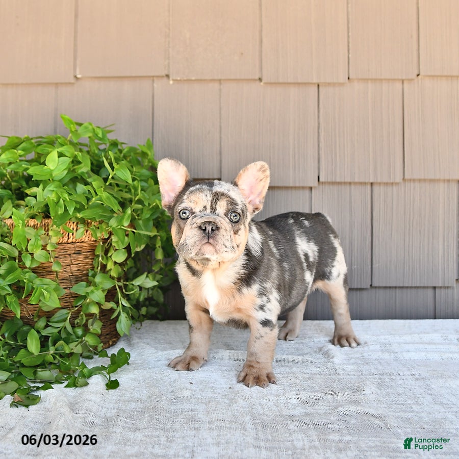 French Bulldog dogs for sale: Tilly - Ad 2
