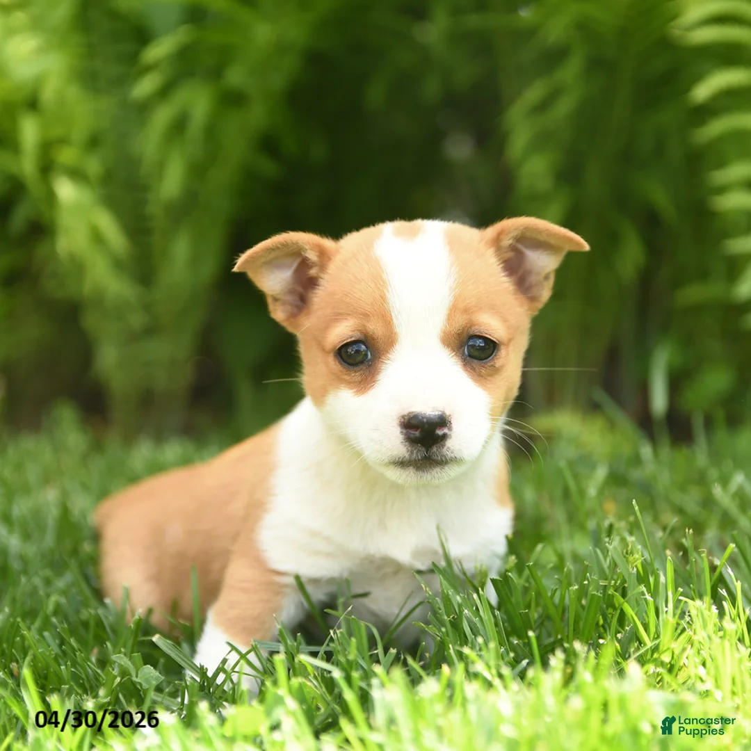 Mixed Breed dogs for sale: Dotty - Ad 1