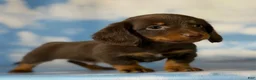Miniature Dachshund dogs for sale: ACA Everest LH male PRA clear OFA Chic Parents - Ad 3