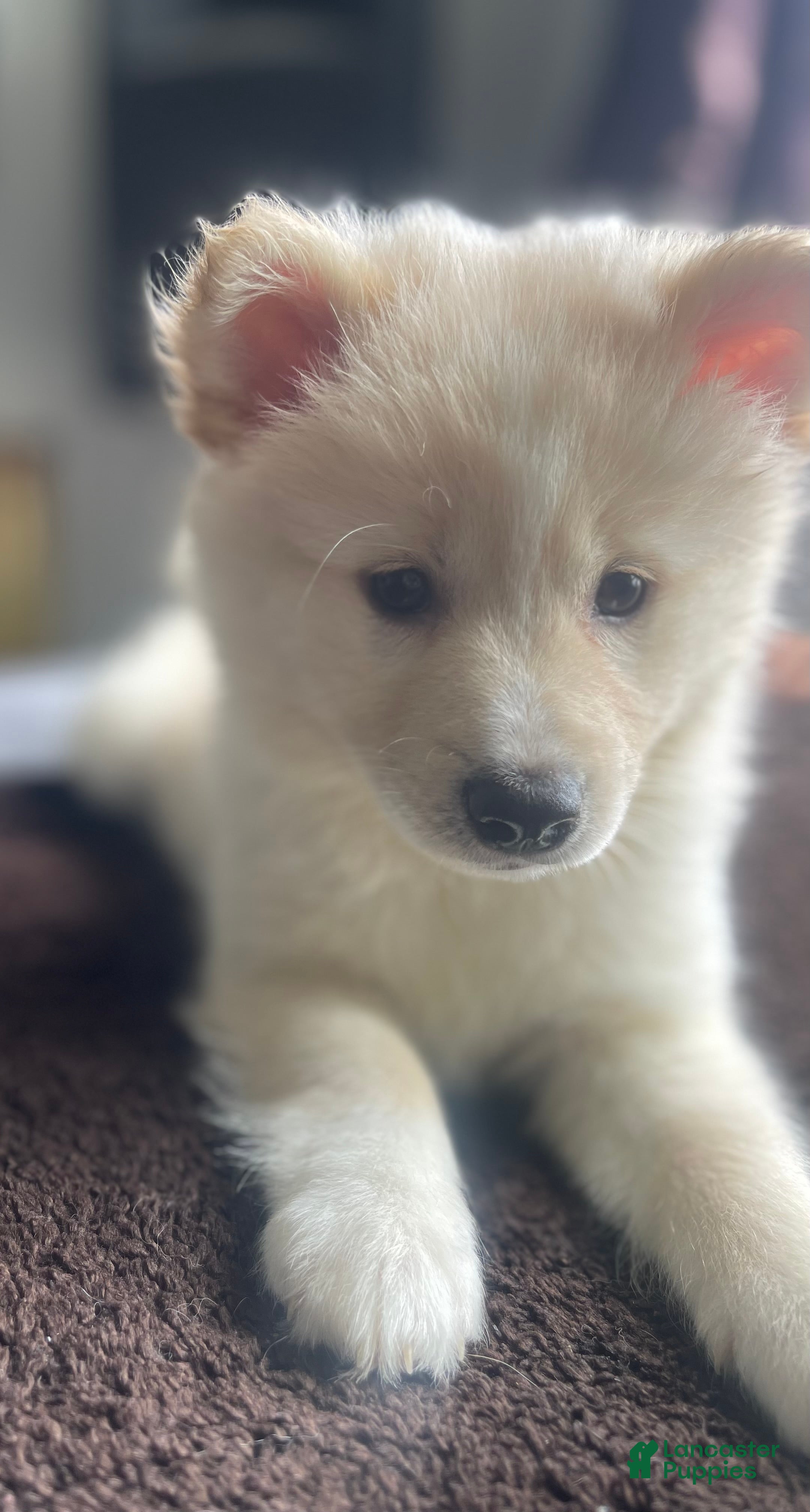 Alaskan Klee Kai dogs Lady Alona (Lady) - Ad 3