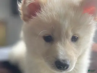Alaskan Klee Kai dogs Lady Alona (Lady) - Ad 3