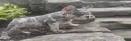 French Bulldog dogs for sale: Jupiter - Ad 3