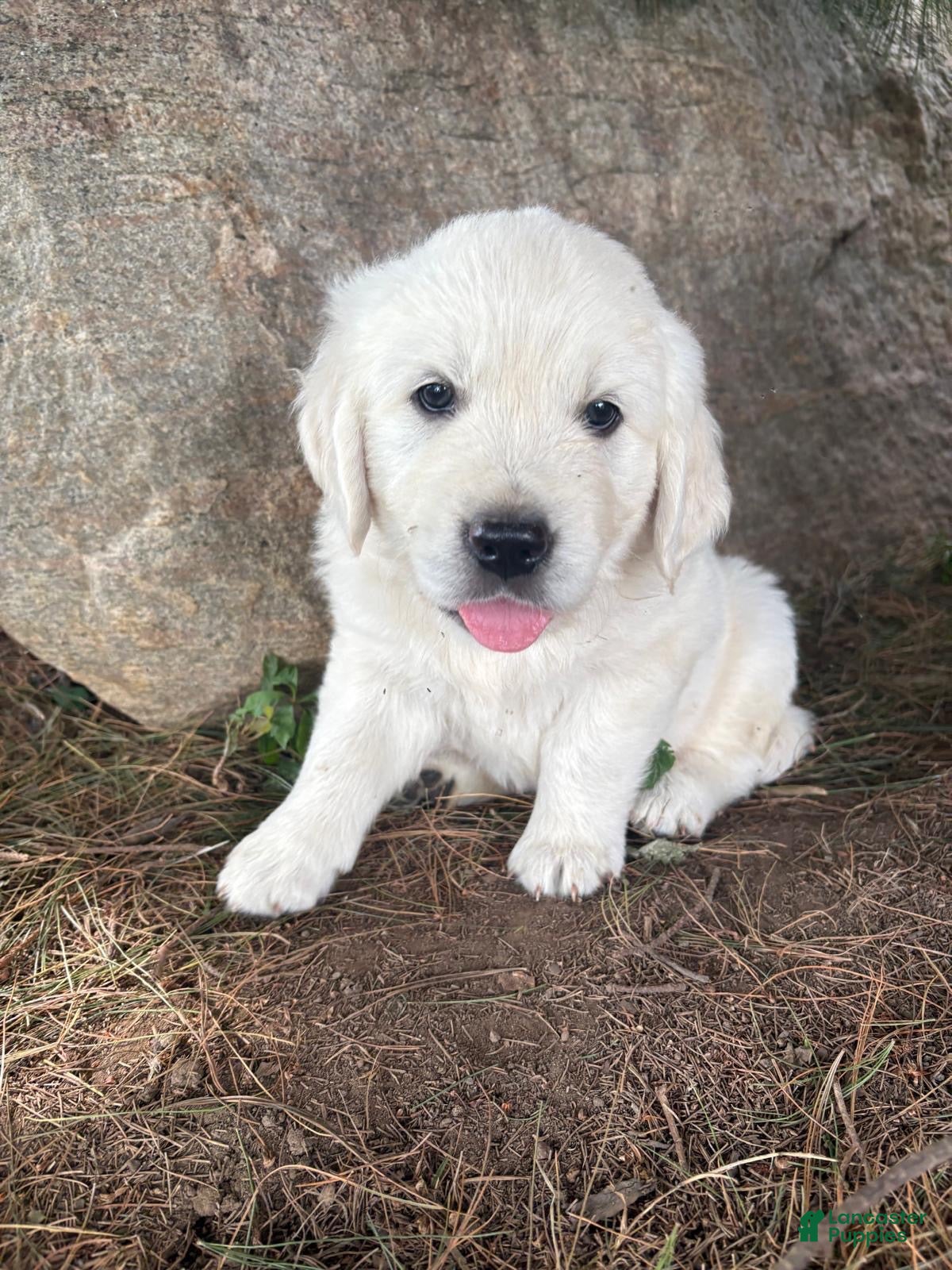 Golden Retriever dogs Oscar - Ad 2