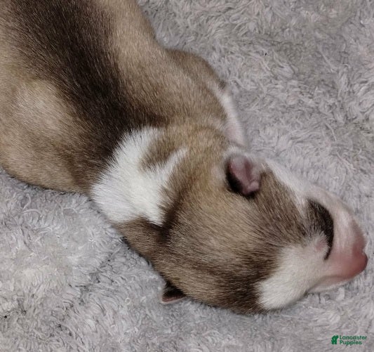 Siberian Husky dogs 3 Éowyn - Ad 2