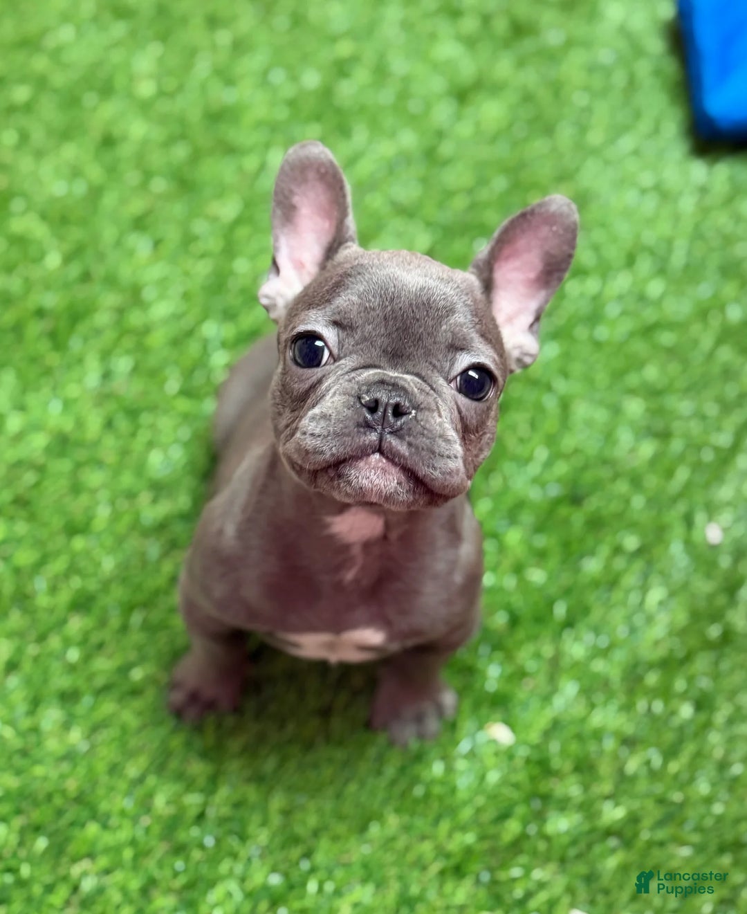 French Bulldog dogs for sale: Frankie - Ad 3