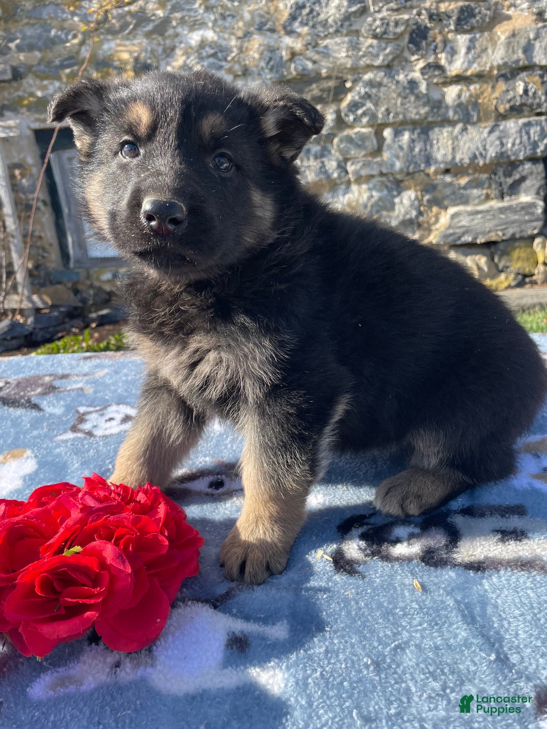 German Shepherd dogs for sale: Dasher - Ad 3