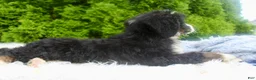 Bernedoodle dogs for sale: Buddy - Ad 2
