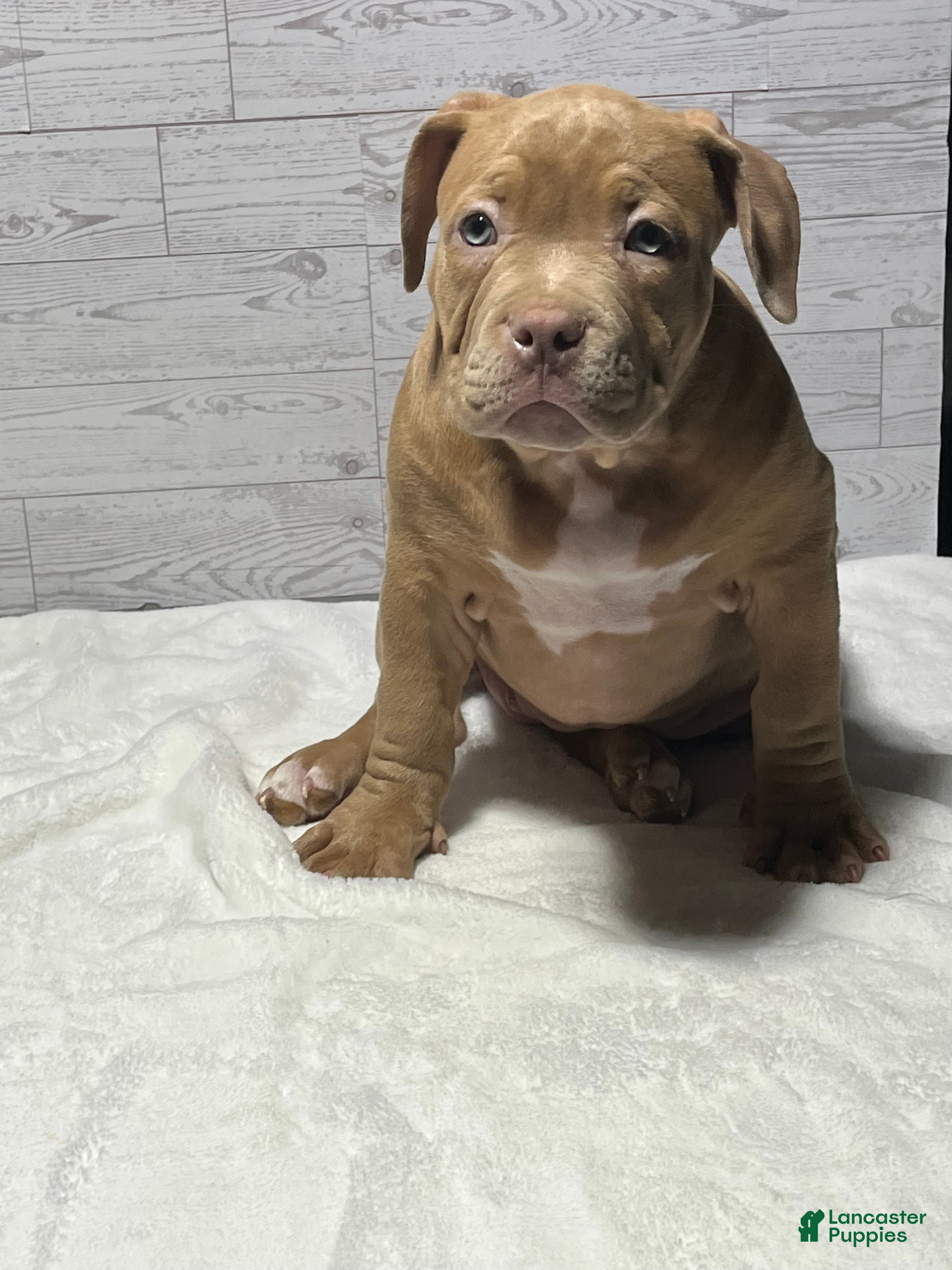 American Bully dogs Nala  - Ad 3