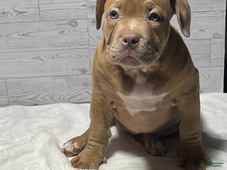 American Bully dogs Nala - Ad 3