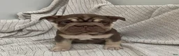 French Bulldog dogs for sale: Bluey - Ad 5