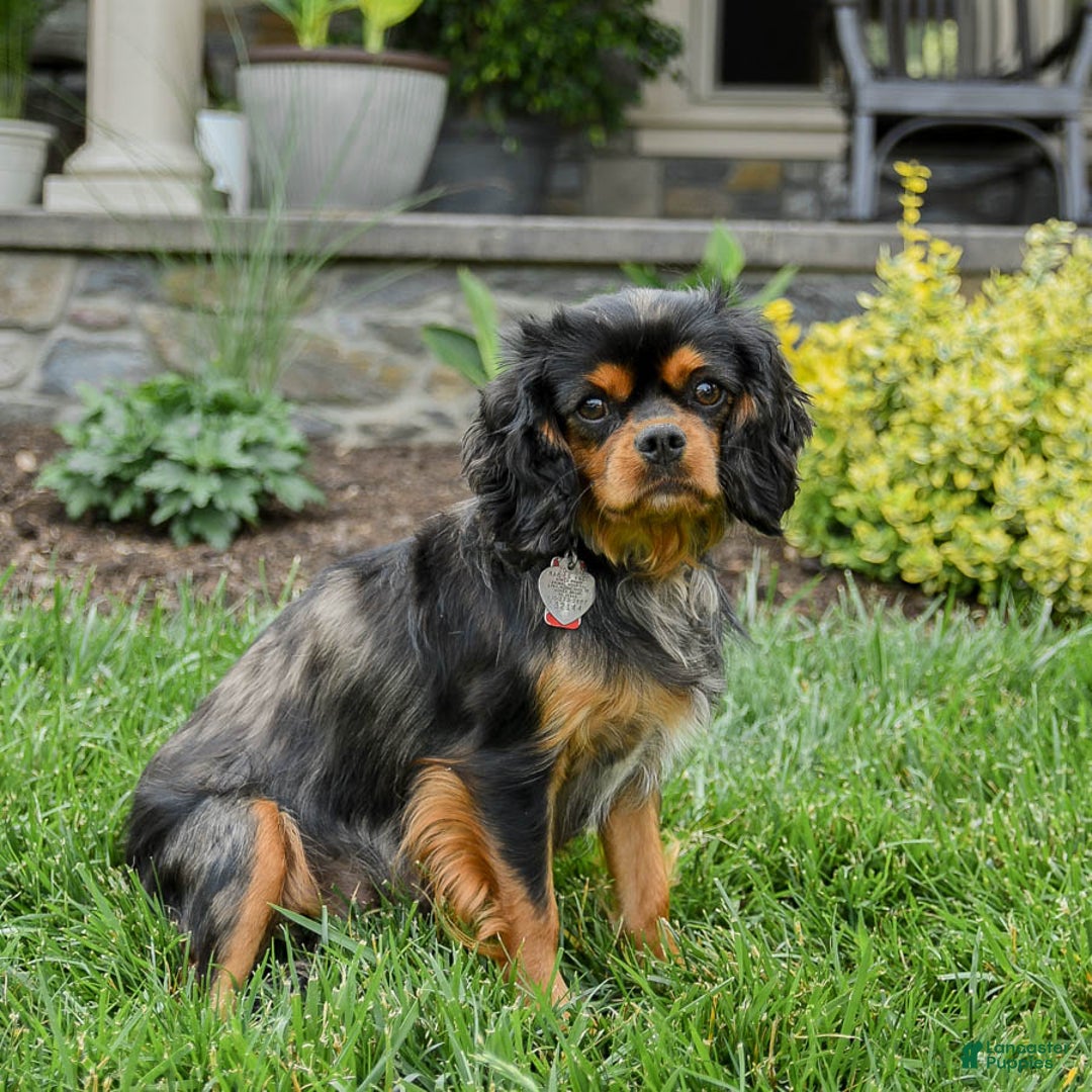 Cavalier King Charles Spaniel dogs for sale: Twix - Ad 6